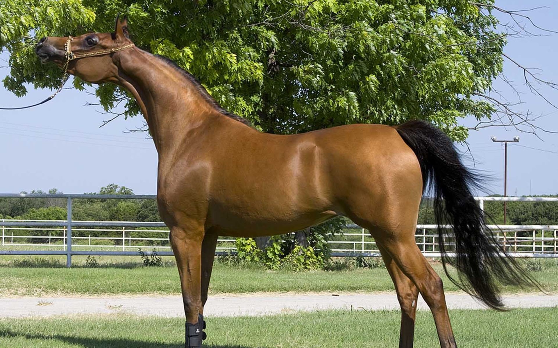 خيل مصري 