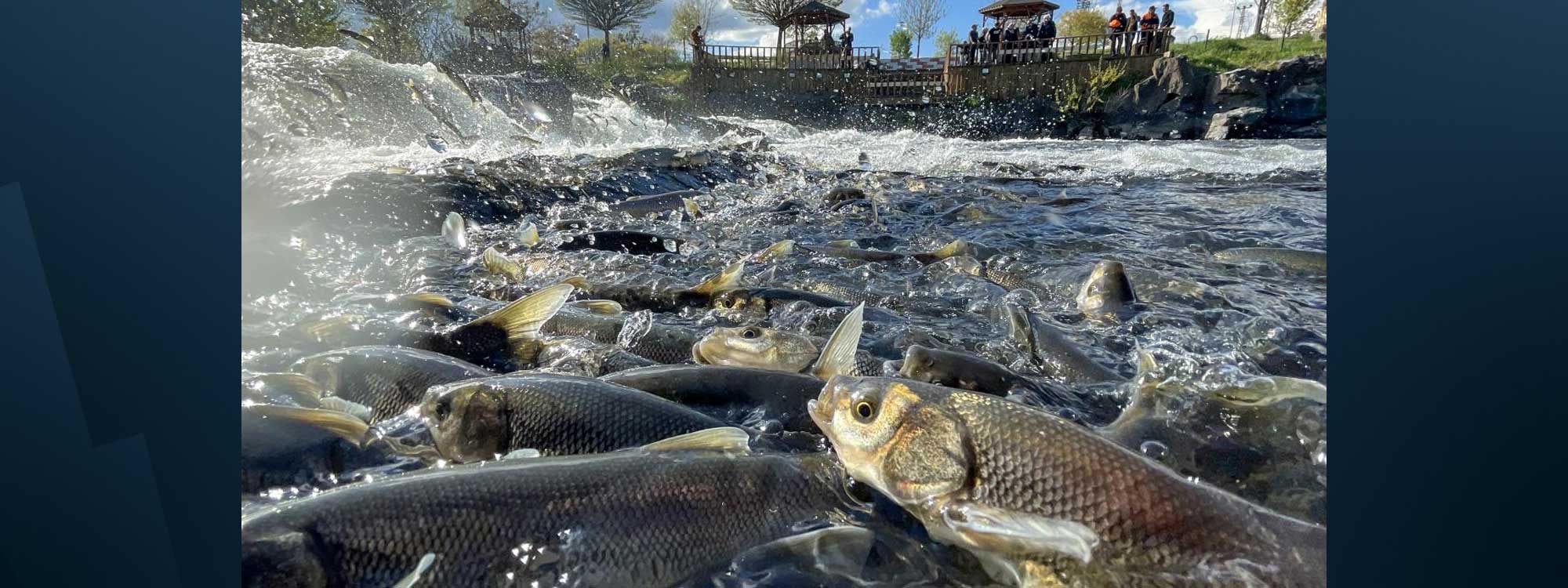 The pearl mullet fish. File photo: AA