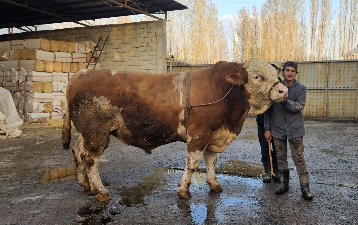 Behrî hat firotin / Wêne: AA