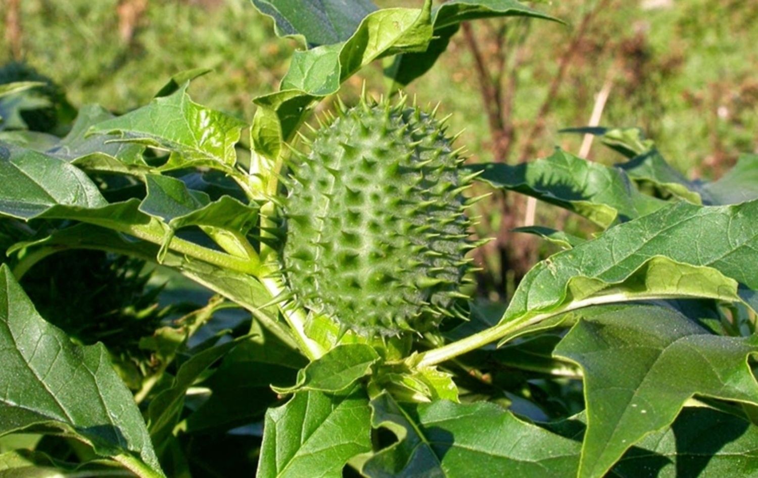 لۆگۆی وەزارەتی ناوخۆی عێراق