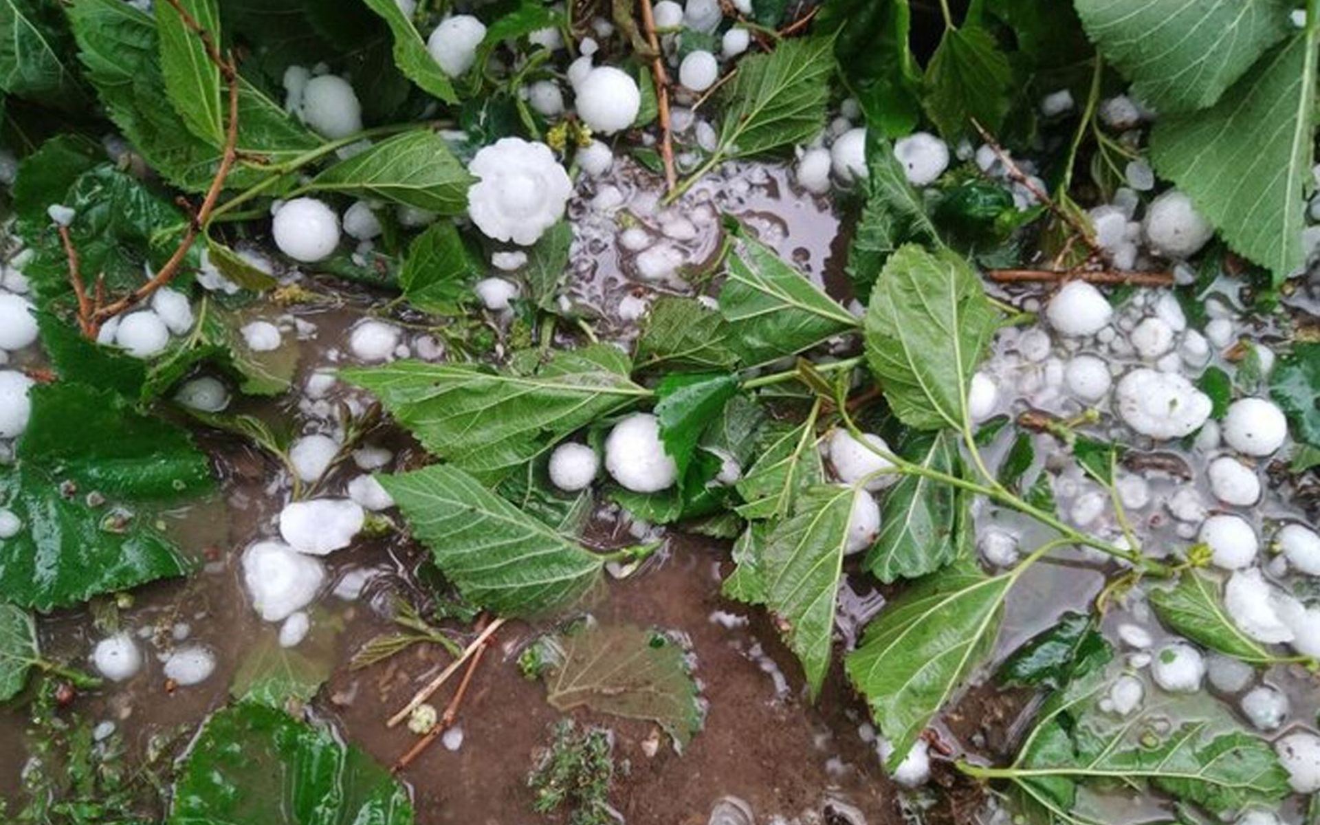 باران و تەرزە دەبێتەهۆی کەمبوونەوەی میوەی بەشێکی باشووری کوردستان