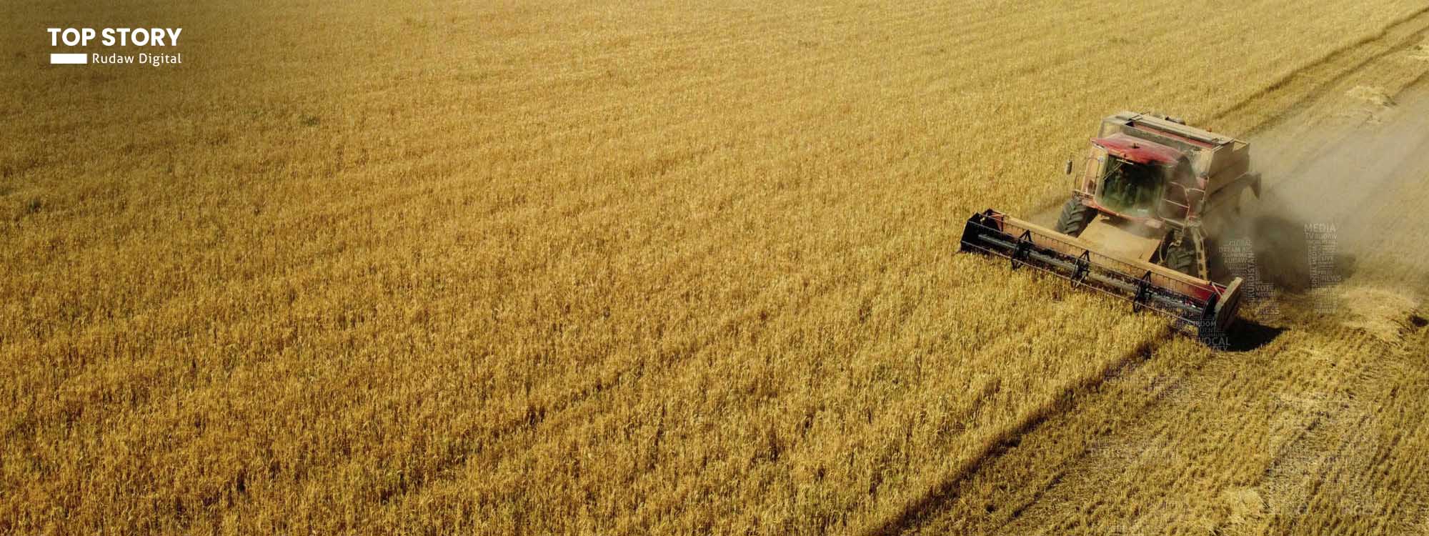 دروێنەی دانەوێڵە لە هەولێر دەستیپێکرد و کشتوکاڵ پێشبینی ملیۆنێک تۆن بەرهەمی گەنم دەکات