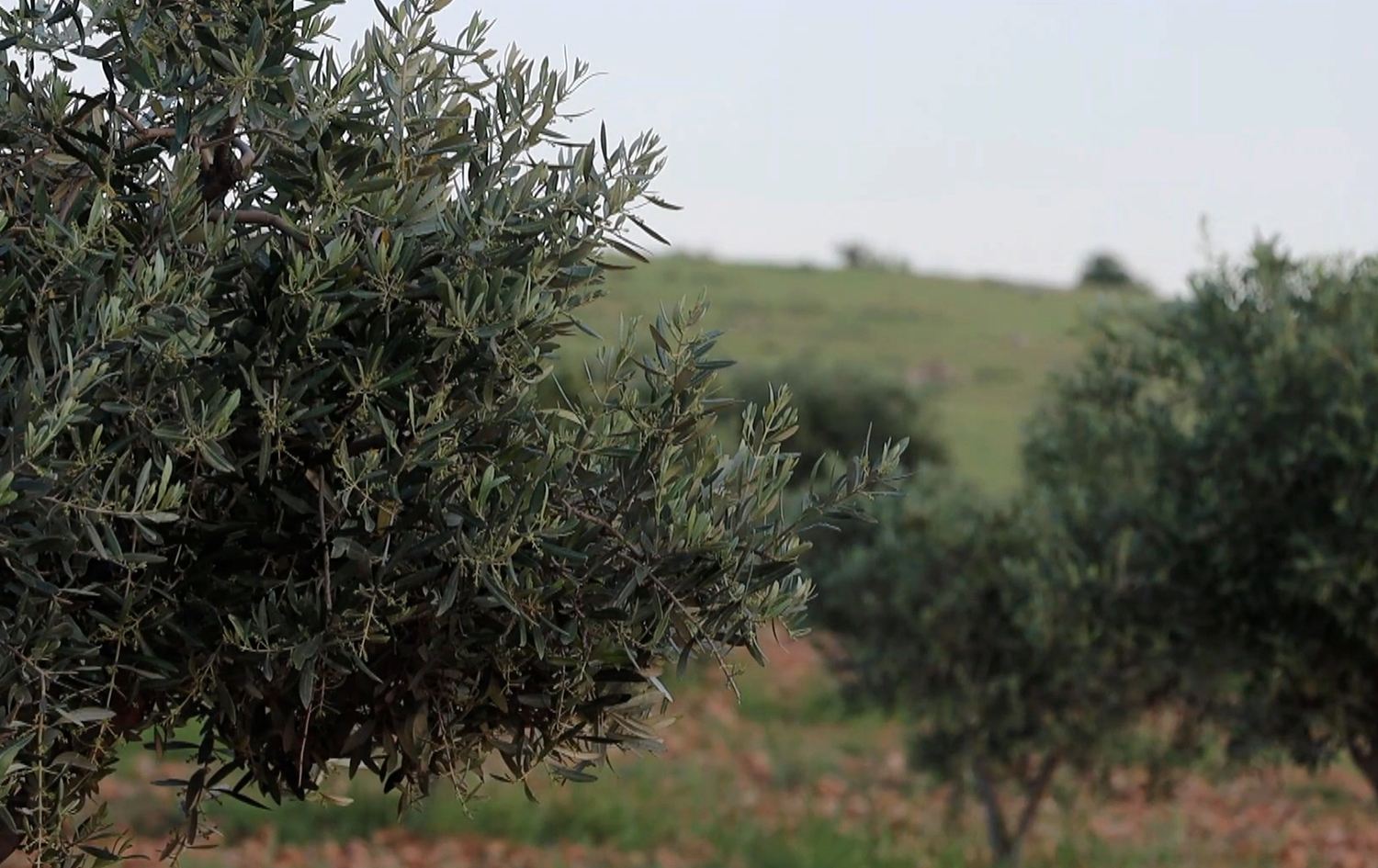 Olive, pistachio planting expands in Rojava’s Kobane