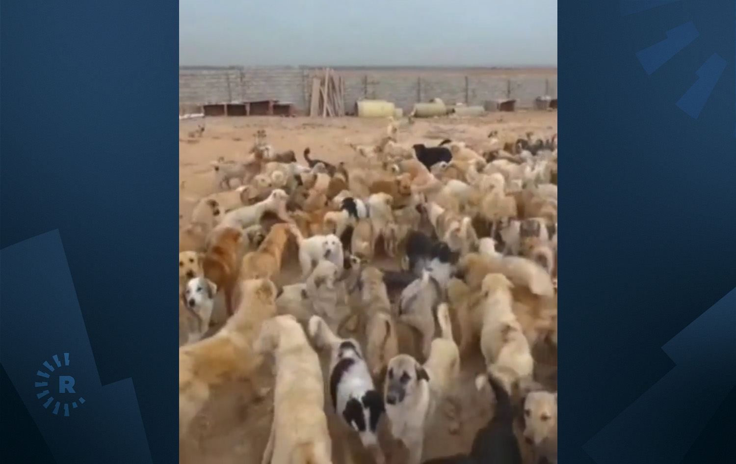 ژمارەیەک سەگی بێلانە