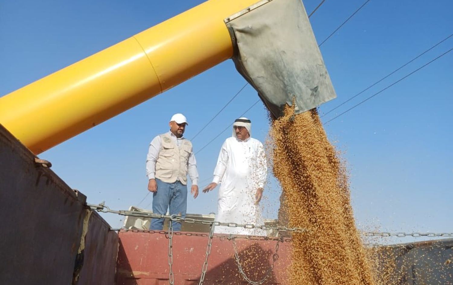 حصاد محصول الحنطة في الانبار