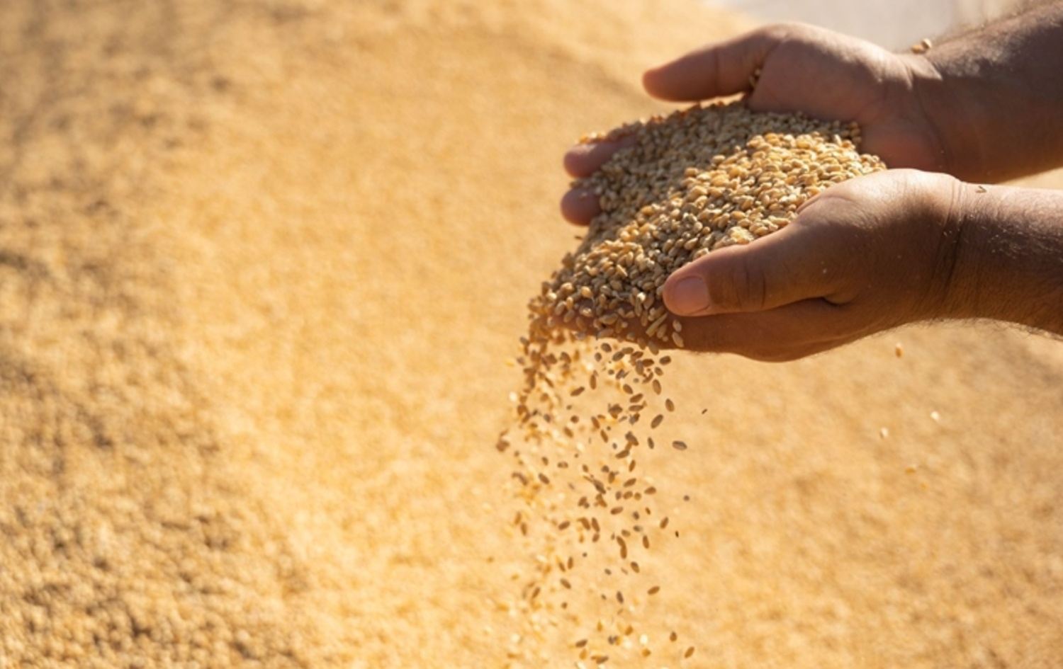 بەرهەمی گەنمی جووتیارێک