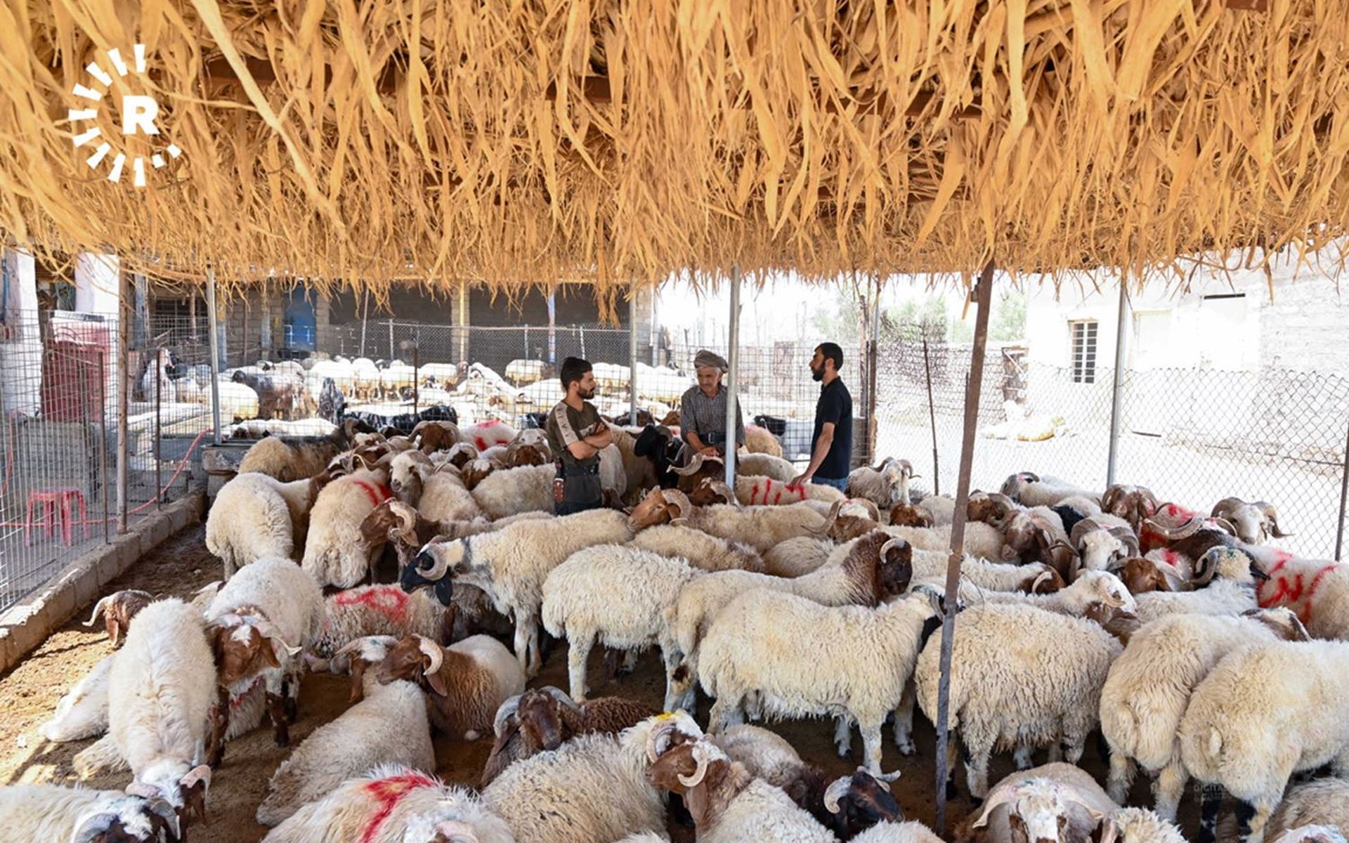 مەیدانێکی ئاژەڵ لە دهۆک. وێنە: بڵند تاهیر - رووداو/ئەرشیڤ