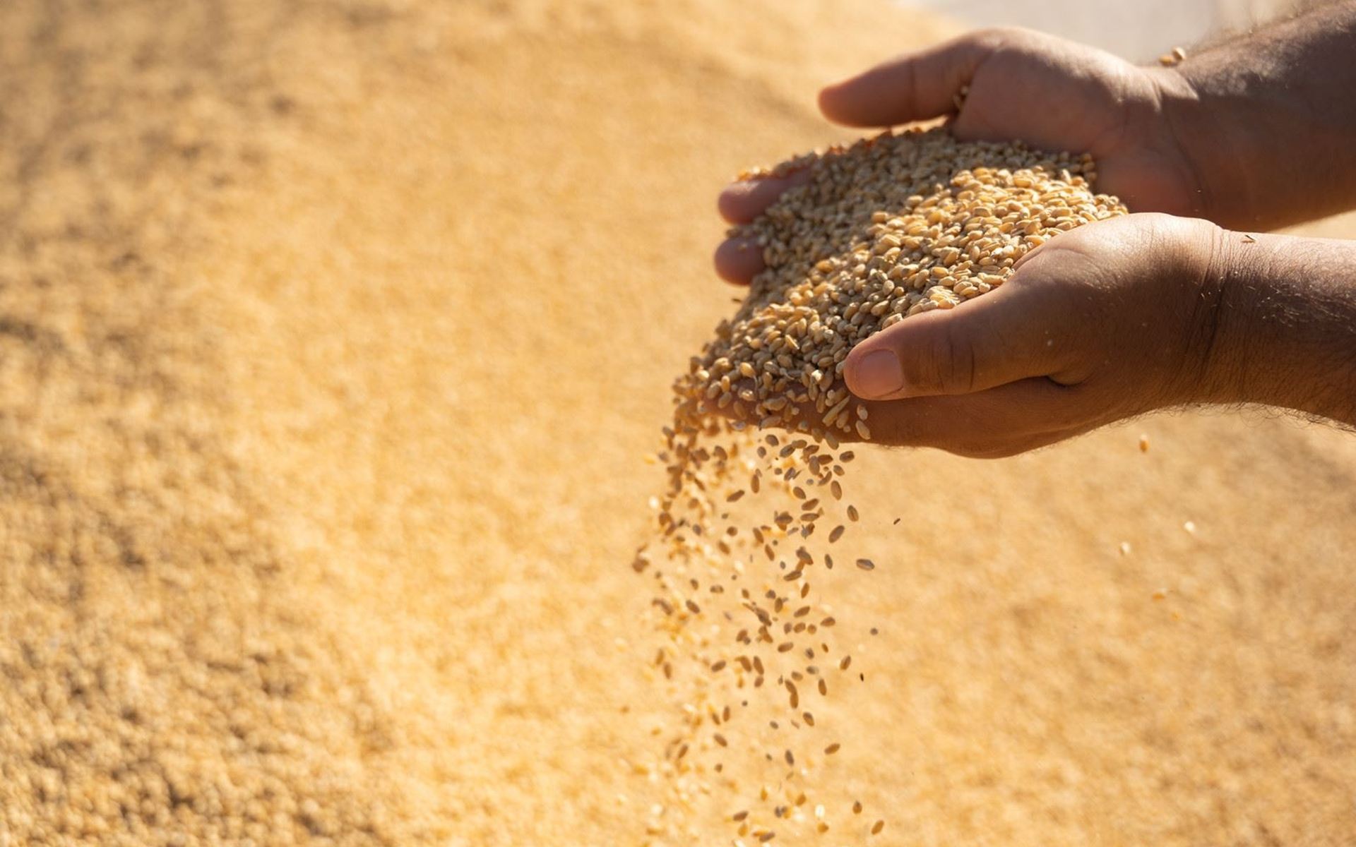 ورزی دروێنە لە ورمێ؛ پێشبینی دەکرێت 600 هەزار تۆن گەنم لە جووتیاران بکڕدرێت