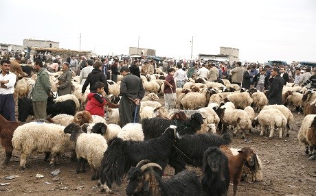 Hayvanlar kontrol altında